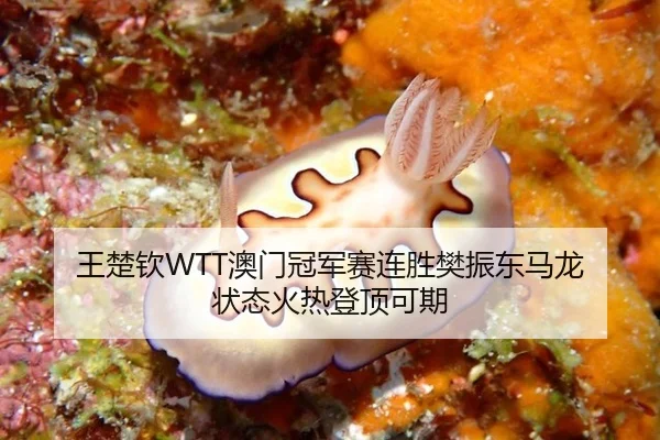 wang-chu-qin-ao-men-guan-jun-sai-lian-sheng-fan-zhen-dong-ma-long-zhuang-tai-huo-re-deng-ding-ke-qi-3-424.jpg